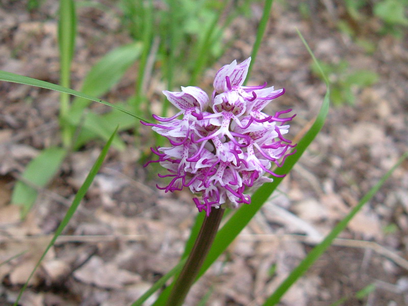 Orchis Simia